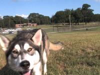 It's Heart Health Month: Protect Your Pets