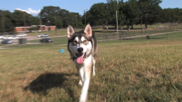 It's National Animal Safety and Protection Month! 