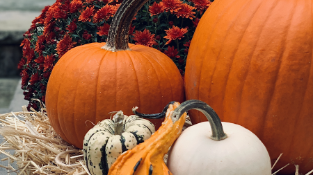 Fall for Fall  