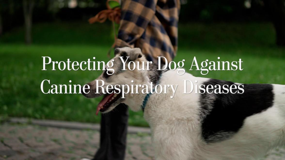 Protecting Your Dog from Canine Respiratory Diseases