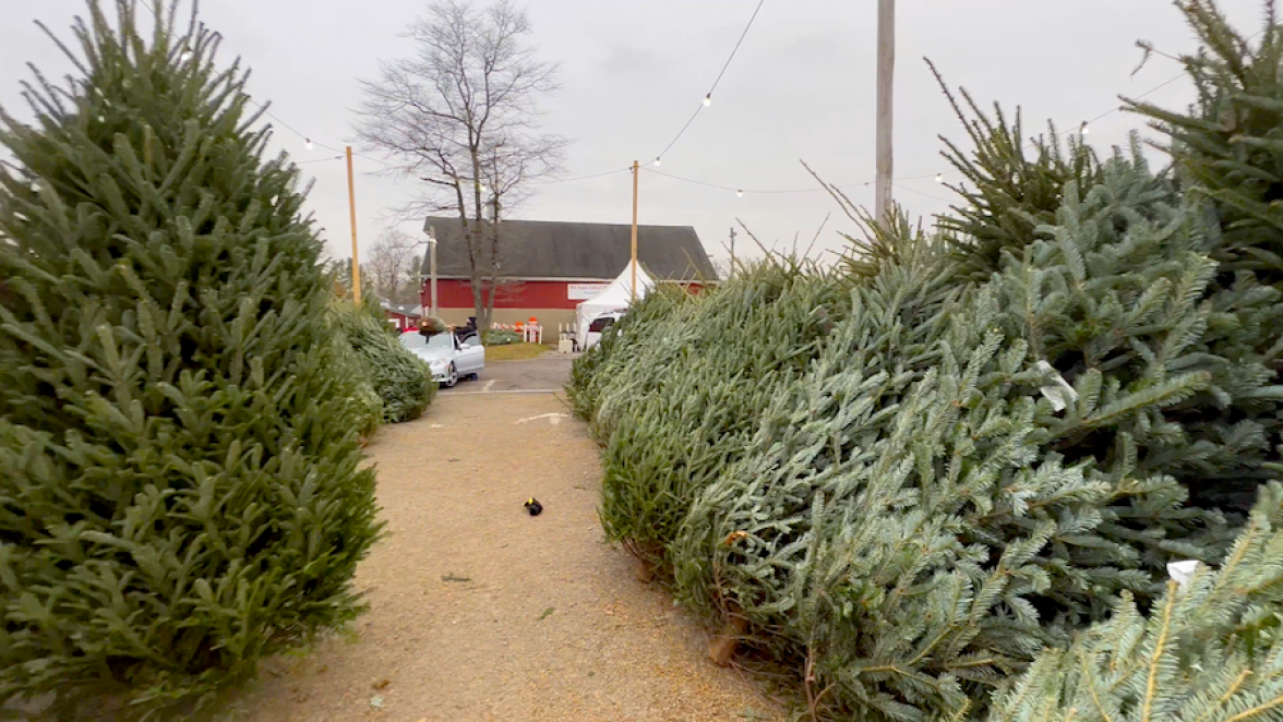 Pick the Perfect Christmas Tree