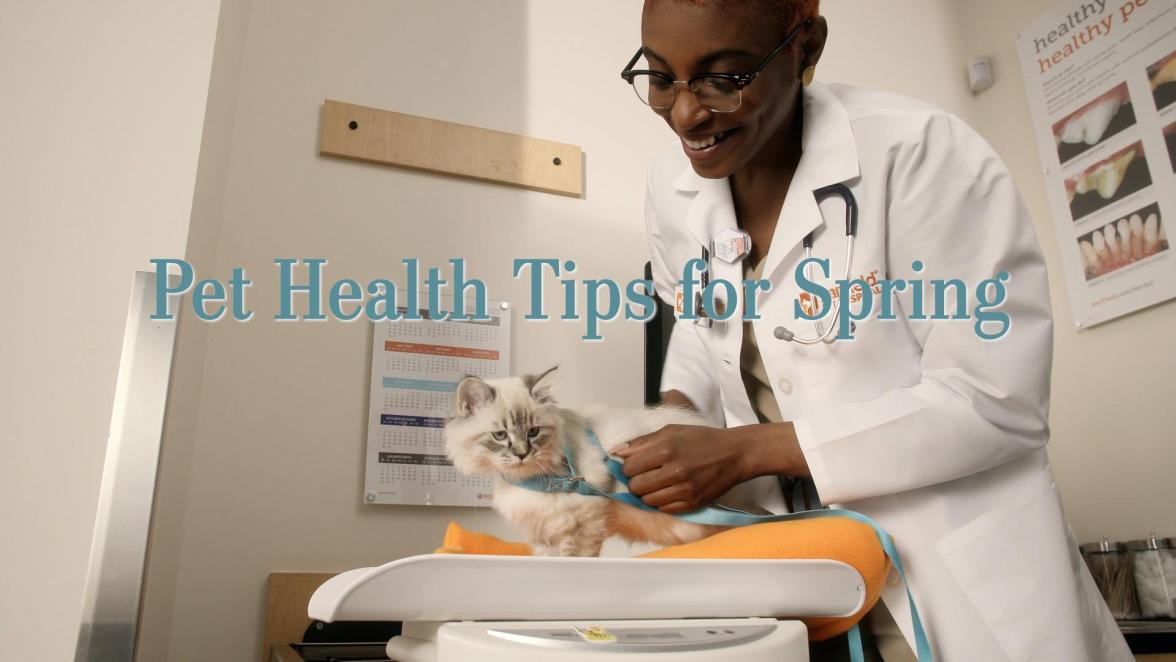 Pet Health Tips for Spring