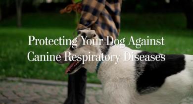 Protecting Your Dog from Canine Respiratory Diseases