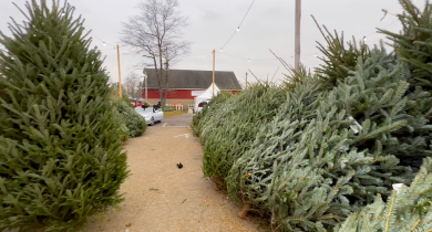 Pick the Perfect Christmas Tree