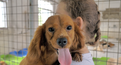 Reasons to Choose a Rescue Dog 
