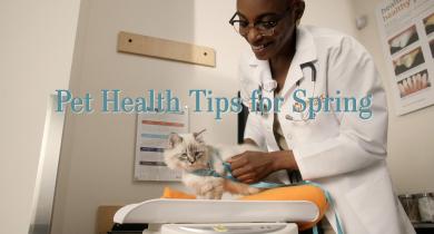 Pet Health Tips for Spring