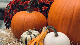 Fall for Fall  
