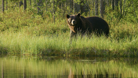 What to Do if You Encounter a Bear
