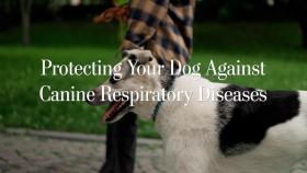 Protecting Your Dog from Canine Respiratory Diseases