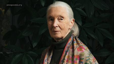 Wildlife Conservationist Jane Goodall dies at 91