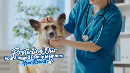 Protecting our Four-Legged Family Members Year-Round
