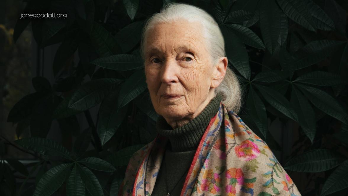 Wildlife Conservationist Jane Goodall dies at 91