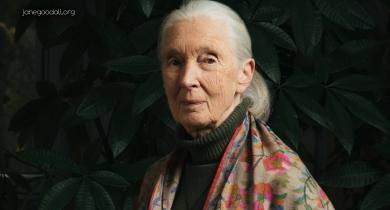 Wildlife Conservationist Jane Goodall dies at 91