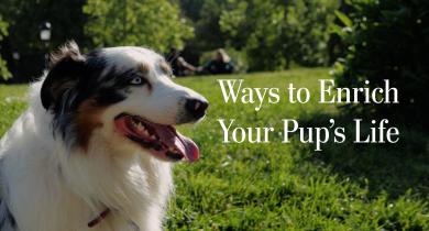 Ways to Enrich Your Pup's Life
