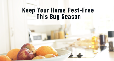 Keep Your Home Pest-Free This Bug Season