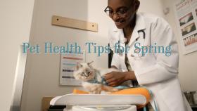 Pet Health Tips for Spring